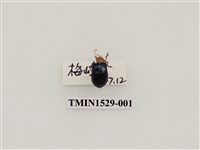 藏品(大琉璃擬守瓜)的圖片